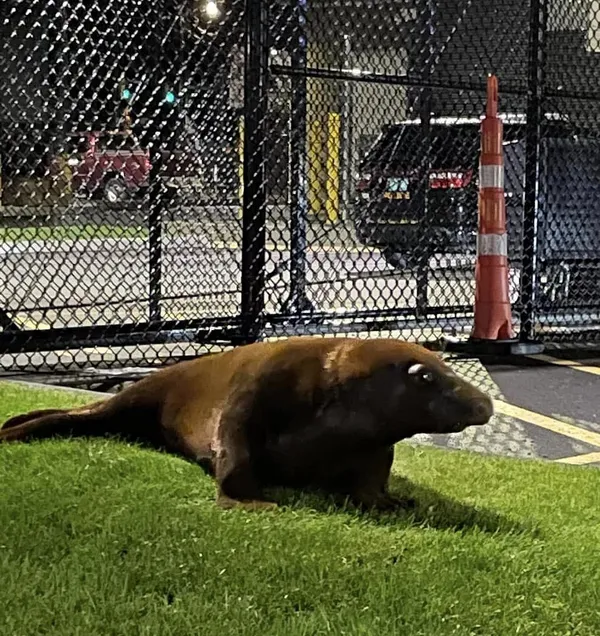 Seal Trapped In Pond Busts Out, Flops To Police Station