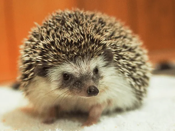 Libertarian Association of Massachusetts Regains Official Party Status