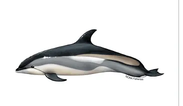 Nine Dolphins Get Stranded On Cape Cod
