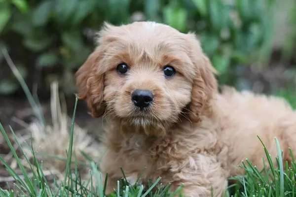 Massachusetts Bans Selling Puppies and Kittens Under Eight Weeks Old
