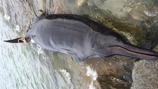 Beaked whale washes up on Mass. beach