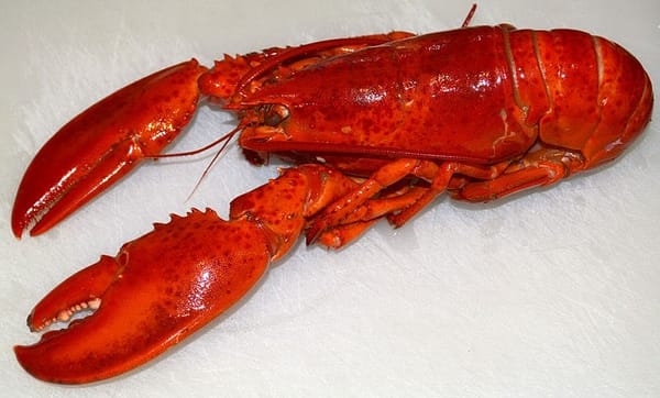 Maine Lobsters Verboten At Whole Foods Because Environmental Group Worried About Right Whales