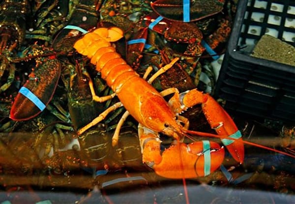 Bright orange lobster found in ME