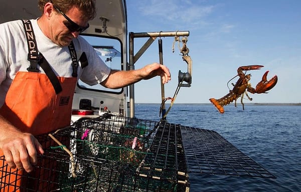 Lobster population shifting north to cooler water