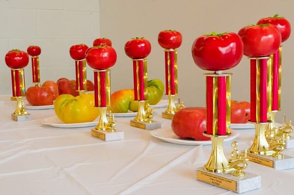 31st Annual Massachusetts Tomato Contest