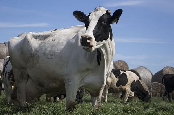 Northeast dairy farmers settle lawsuit