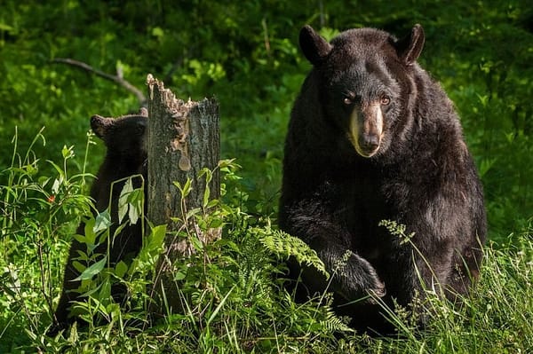 Conn.’s wildlife policy debated after encounter with bear