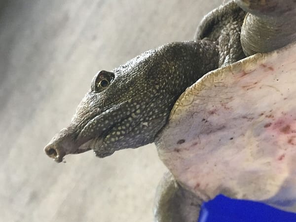 New England Aquarium experts concerned by sighting of invasive turtle