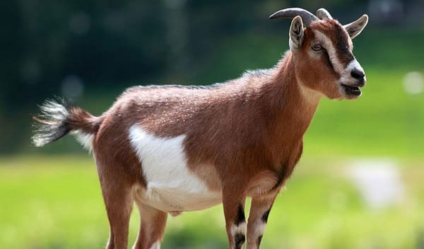 Dog park committee enlists land-clearing specialists: goats
