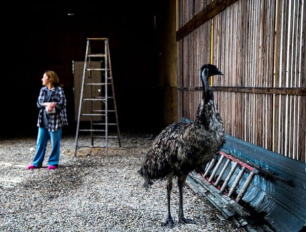 Loose emu recognizes owner, returns home in back of a Prius