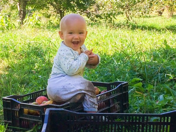 Organic apple growers overcome challenges to offer healthier fruit