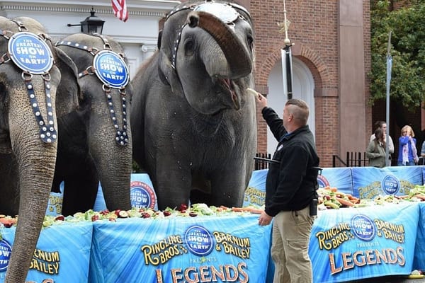Elephants on parade in Boston streets — Gallery