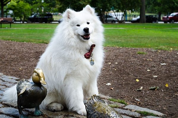 Canine Parvovirus Outbreak Reported In Franklin County