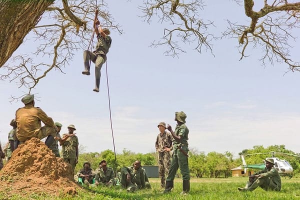 Armed groups target elephants in Congo park