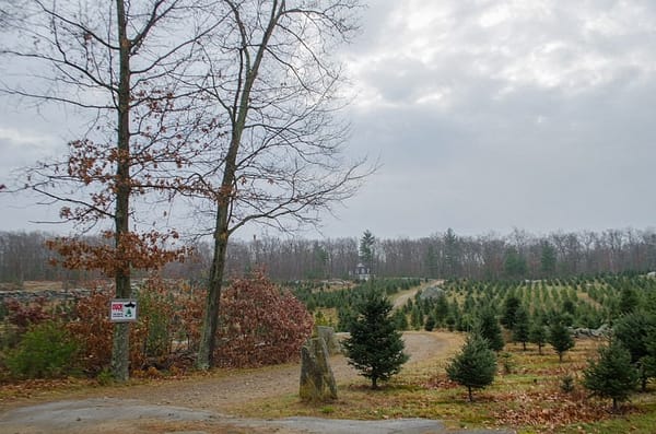 Christmas tree growers invest time to produce perfect firs