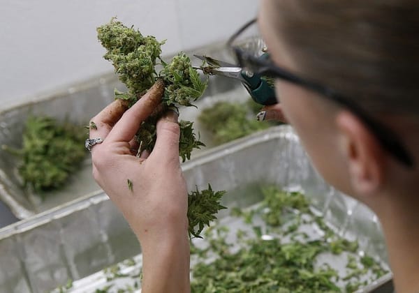Citizen panel to explore marijuana legalization with help from experts