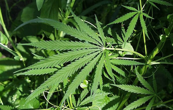 Demonstrators protest lobbyist’s work against legalizing pot
