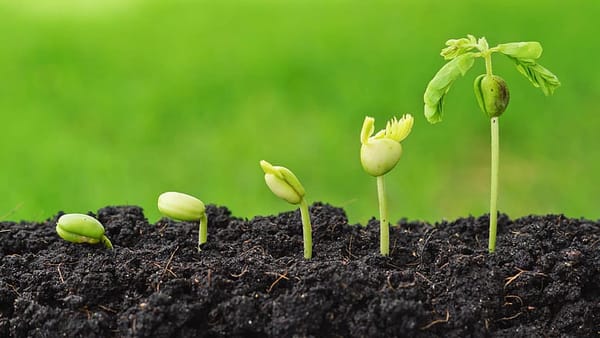 Poem: Consider the seed pod