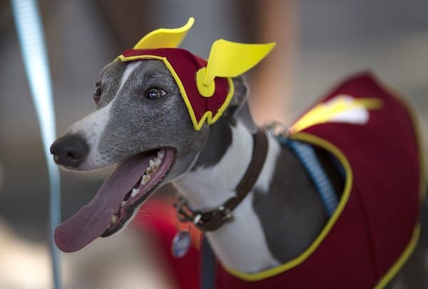 Pets parade in four-footed Brazilian Carnival