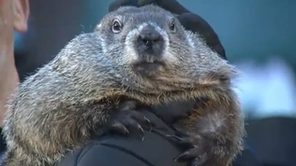 Groundhog ‘Punxsutawney Phil’ makes his prediction