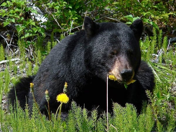 Wildlife, people increasingly intersect as territories overlap
