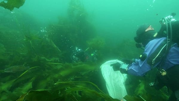 Obama won’t name Cashes Ledge an undersea monument
