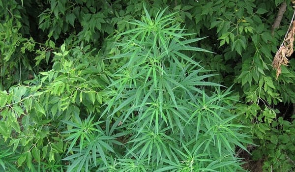 Maine House:  Bring on Marijuana
