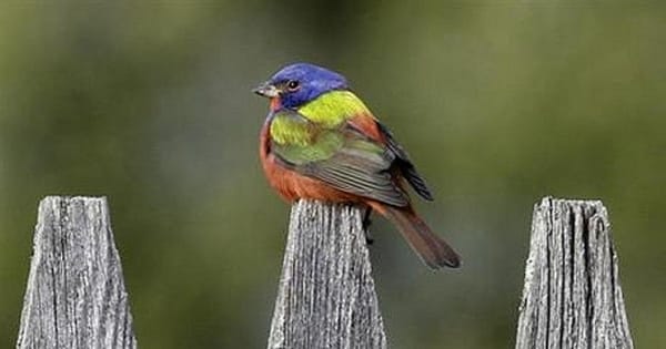 ‘Flying Rainbow’ bird draws watchers to Vermont town