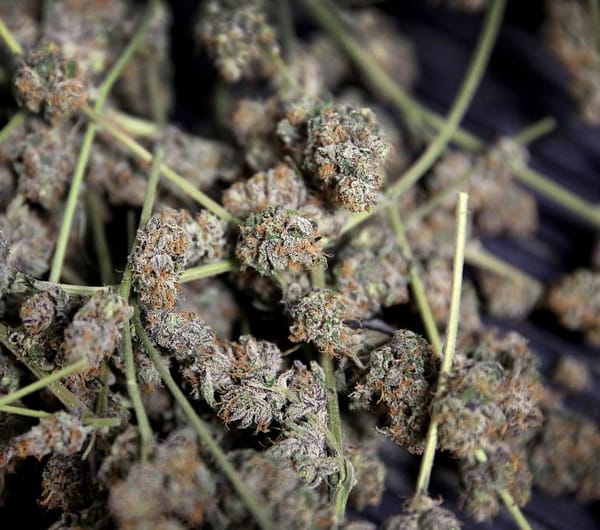 Canada plans to decriminalize marijuana next year, minister says