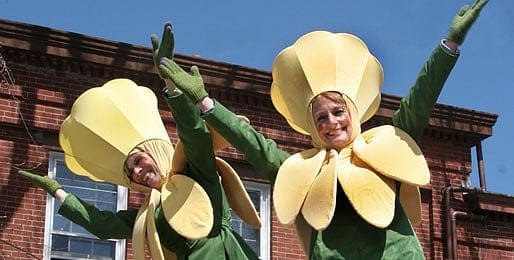 Daffodils around Nantucket announce the arrival of spring