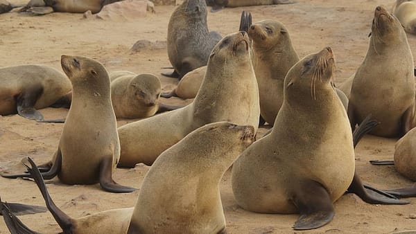 Aquarium Seals Receive Unexpected Visitor