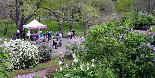 Celebrate Mother’s Day with love and lilacs