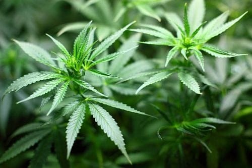 Fatal car crashes tied to pot doubled after legalization