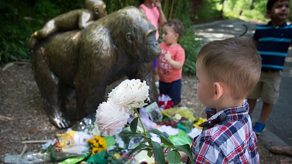 It only took a gorilla to show how screwed up our priorities are