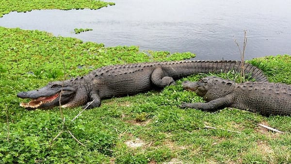 Gators and gorillas