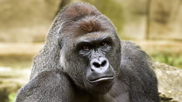 Gorilla’s death calls for human responsibility, not animal personhood