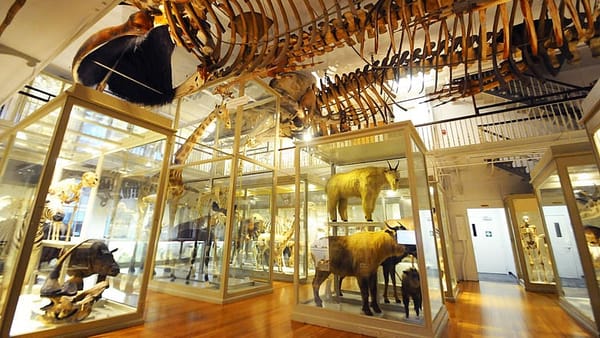 Harvard Museums unveil resplendent renovations
