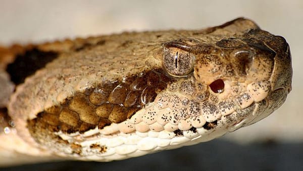 Residents: Massachusetts Rattlesnake Island is ‘most outrageous’ idea ever