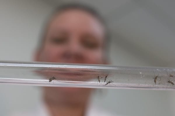 Zika infection late in pregnancy didn’t produce defects in study