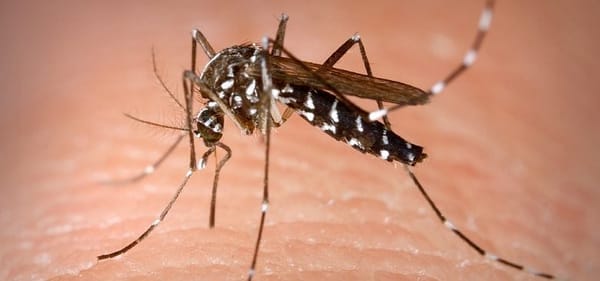 Massachusetts Turns To Pesticide To Address Mosquito-Borne Threat