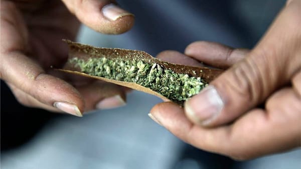 Mall Turning Into Indoor Marijuana-Growing Facility In Western Massachusetts