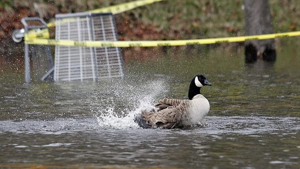 Boston looks to fix goose poop problem in parks, playgrounds