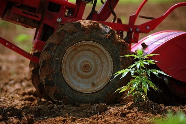 Marijuana legalization: Big changes across country