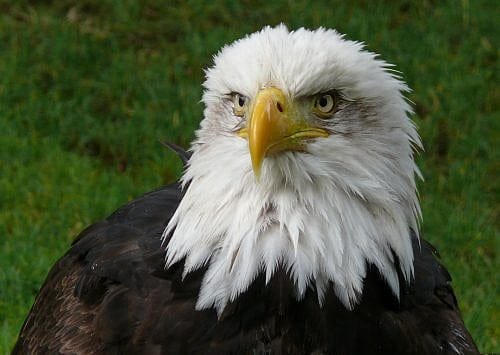 Cat vs. Eagle in Maine