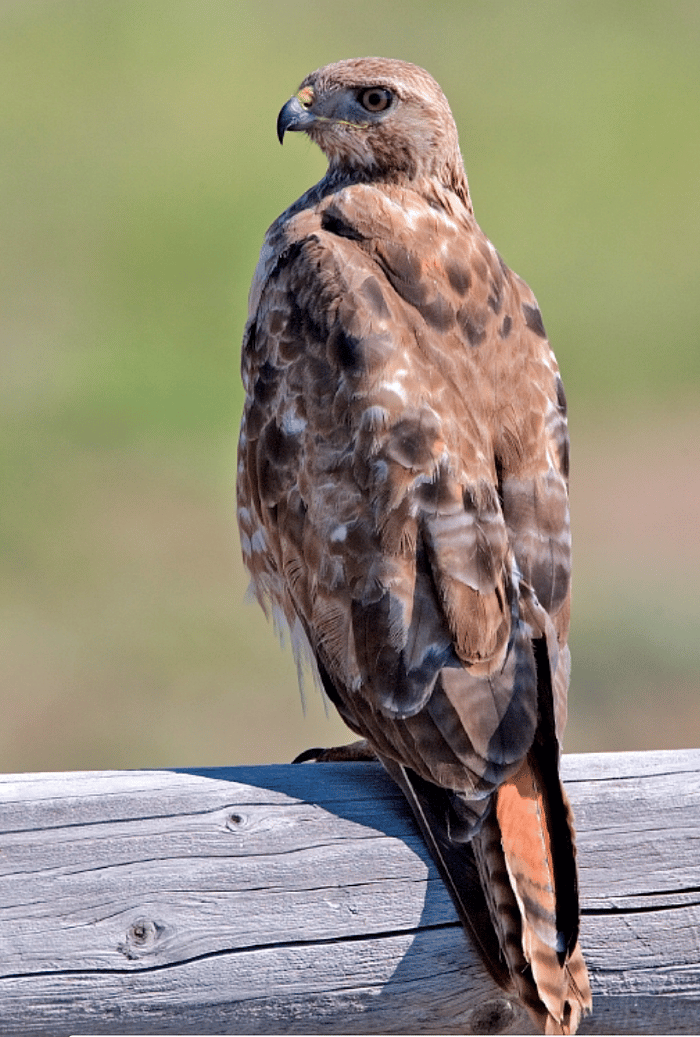 When Hawks Attack