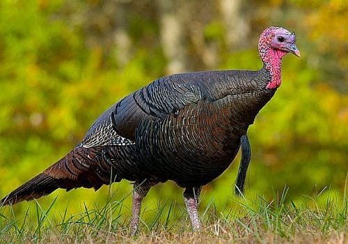 Charlie Baker Says Don’t Travel This Thanksgiving