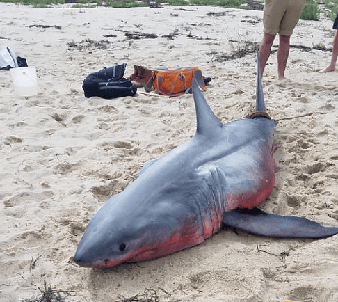 Time To Start Using Shark-Friendly Language, Environmentalist Says