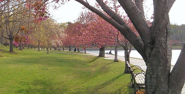 No Asians Hired By Brookline During First Three Months of 2021
