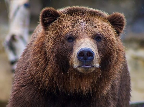Bear Swims In Pool