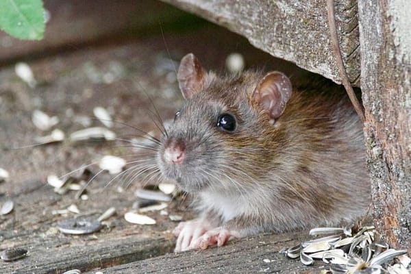 Newton Seeing More Rats